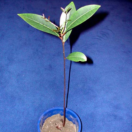 Xylocarpus moluccensis